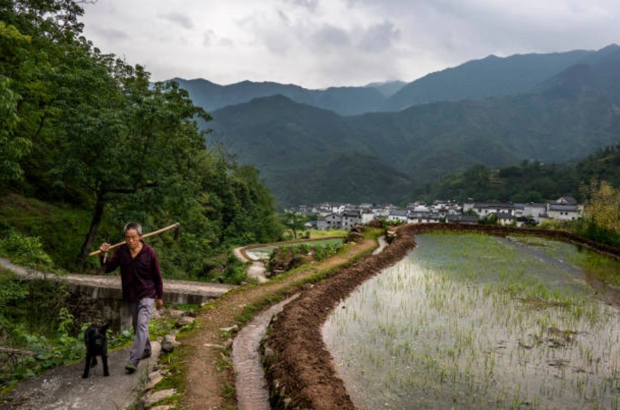 中國南部安徽省歙縣，一位農民牽著他的狗在稻田邊散步，準備下田幹活。(Photo by Kevin Frayer/Getty Images)