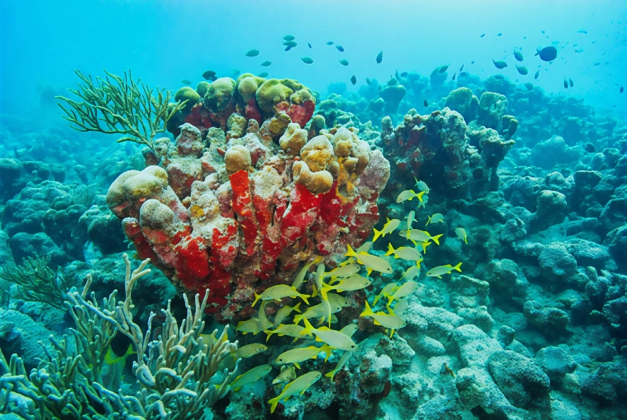 一群石首魚在阿魯巴島沿岸珊瑚礁的一塊珊瑚下遊動。(Photo by Joseph Prezioso / AFP) (Photo by JOSEPH PREZIOSO/AFP via Getty Images)