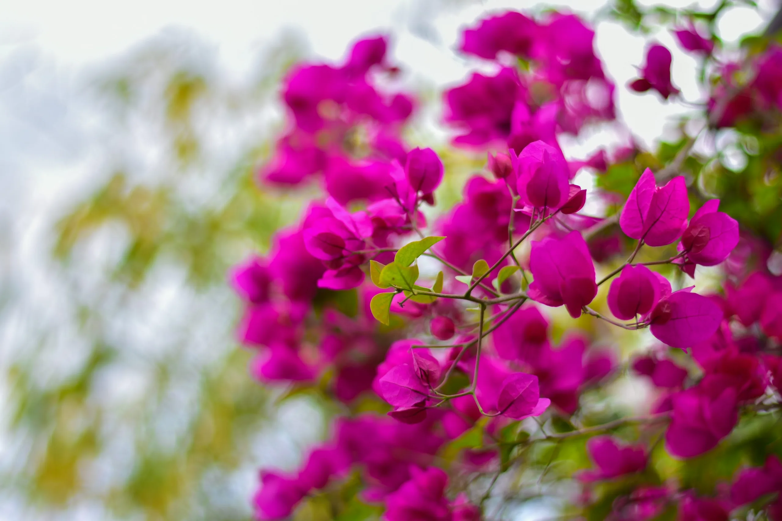 三角梅 圖片來源：unsplash