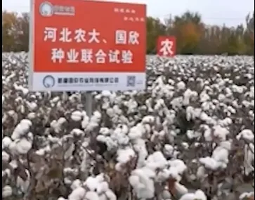 新疆棉花（網路）