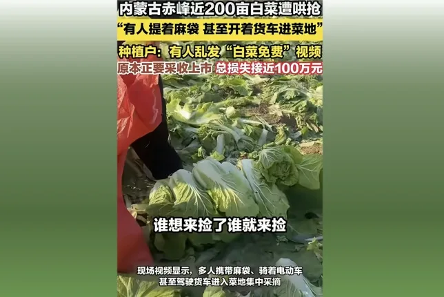李姓菜農的白菜遭數百人哄搶，損失近百萬元。（視頻擷圖）