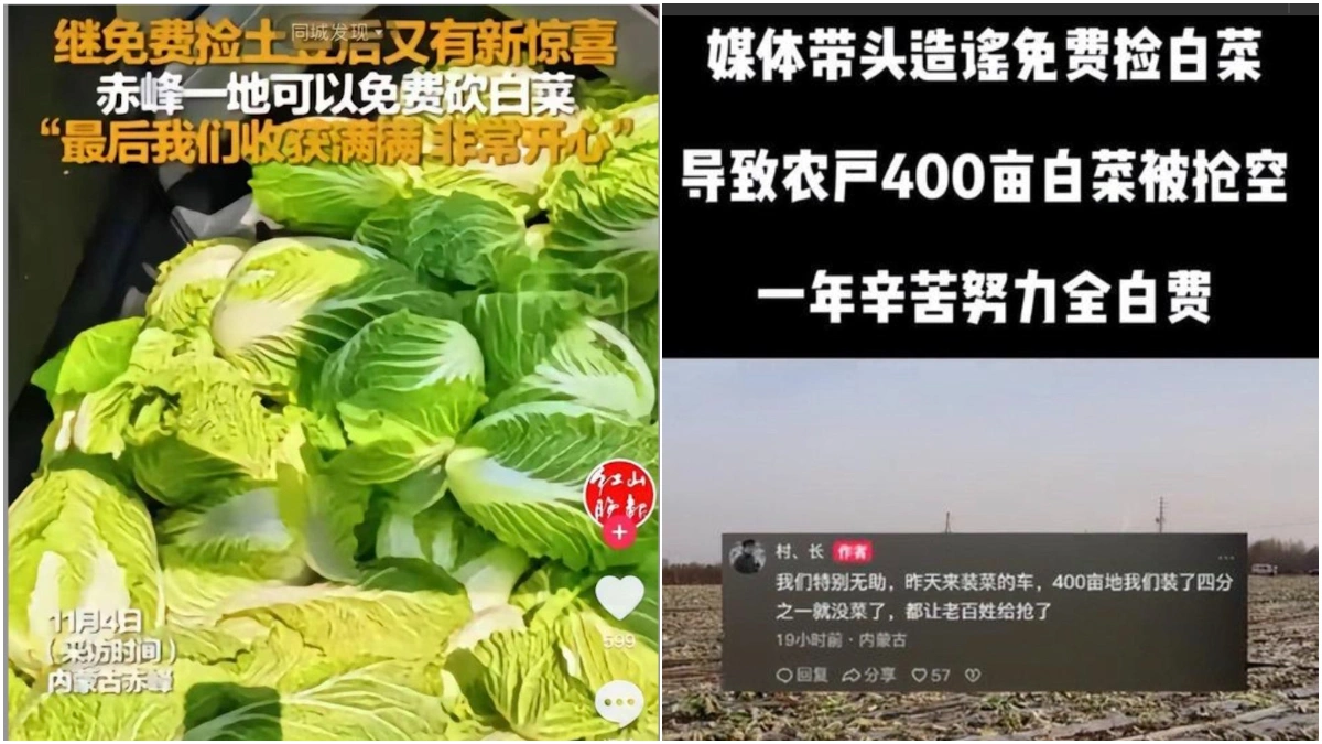 内蒙古党媒《红山晚报》造谣白菜免费，致农户400亩白菜被哄抢。（网络截图）