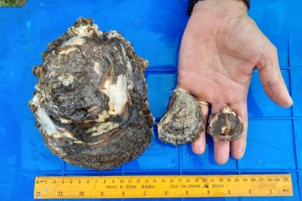 左为成熟期近江牡蛎，中为本地悉尼岩牡蛎（悉尼岩生蚝），右为幼体近江牡蛎。（昆州政府）