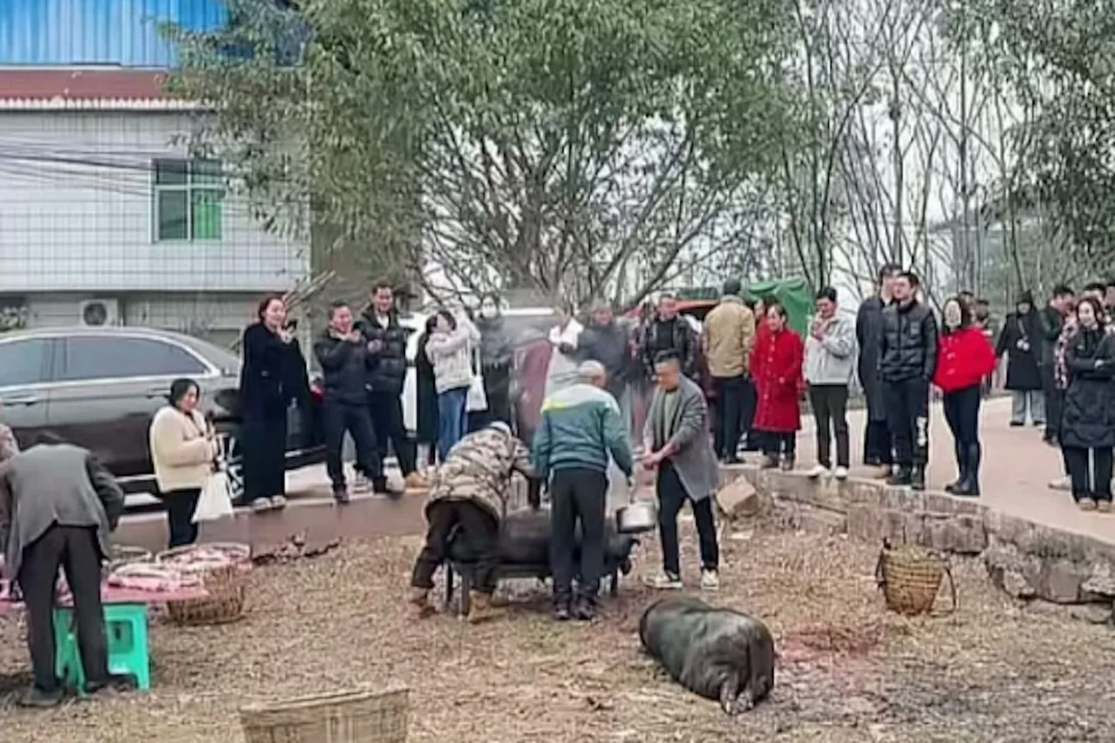 上千網民來到呆呆家幫忙殺豬。（抖音@呆呆）