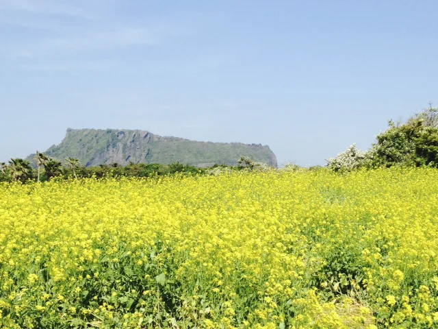芥花籽 油菜籽