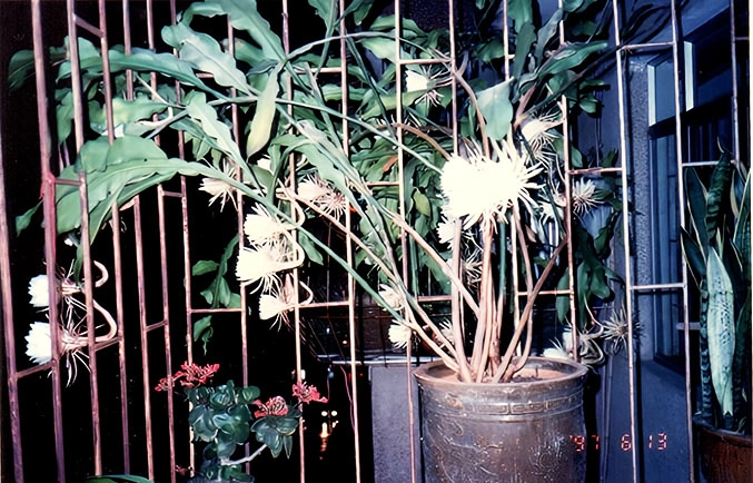 深秋夜 赏昙花