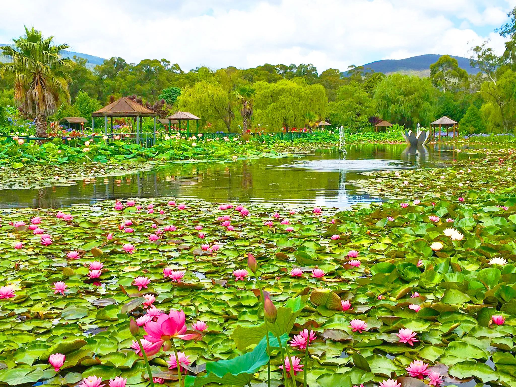 藍蓮花水上花園 Monet's Lake