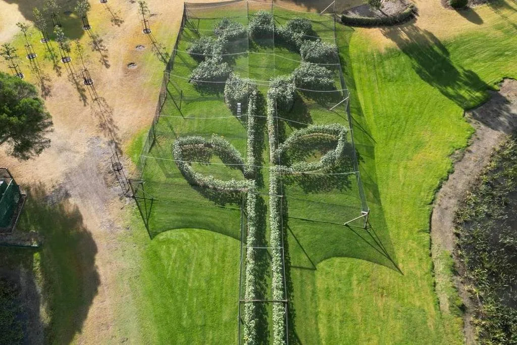 worlds-largest-sunflower-mornington-green-aerial-1024x683