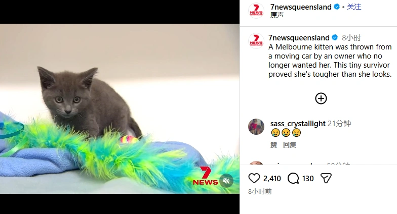 墨尔本一只小猫被抛出汽车。(载图取自Instagram/7newsqueensland)