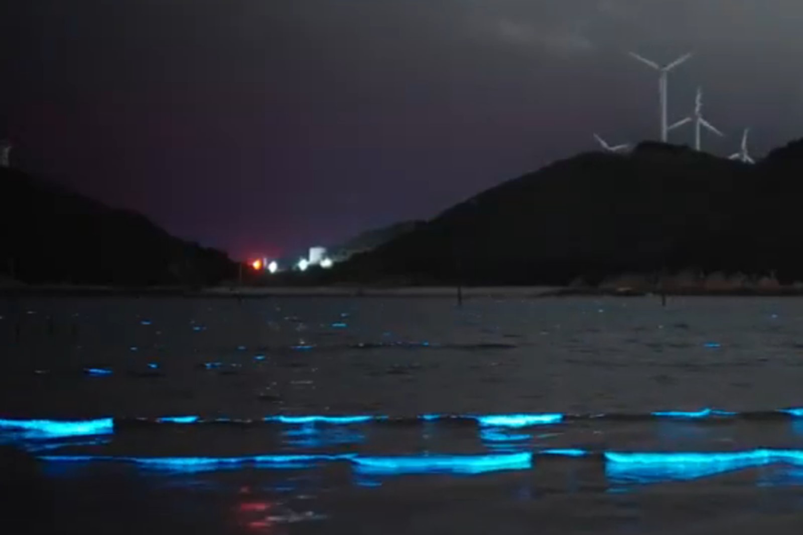 福建平潭島的「藍眼淚」。（視頻擷圖）
