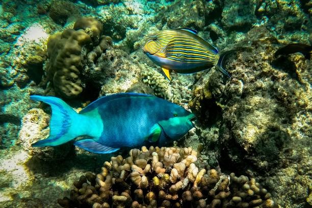 受保護海洋生物鸚嘴魚（下面）。（MLADEN ANTONOV/AFP via Getty Images）