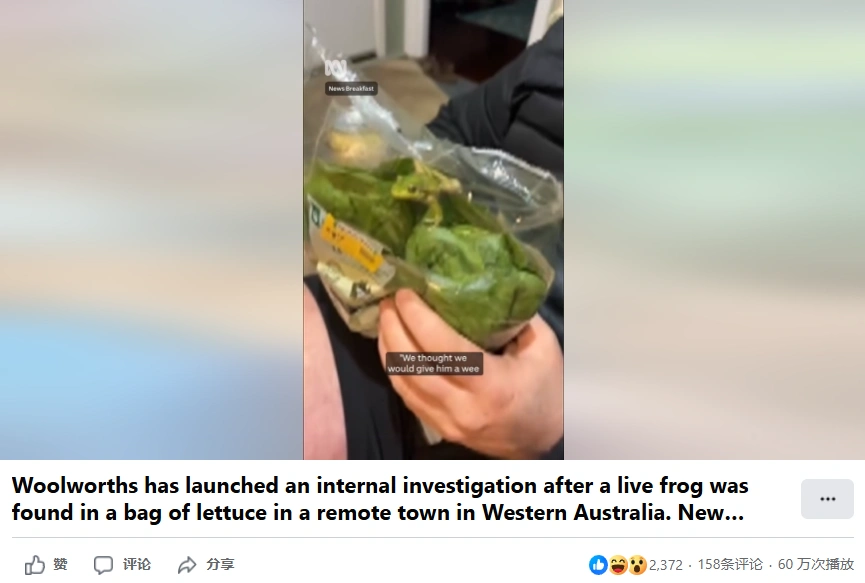 澳超市蔬菜里惊现活青蛙。(截图取自facebook/ABC News)