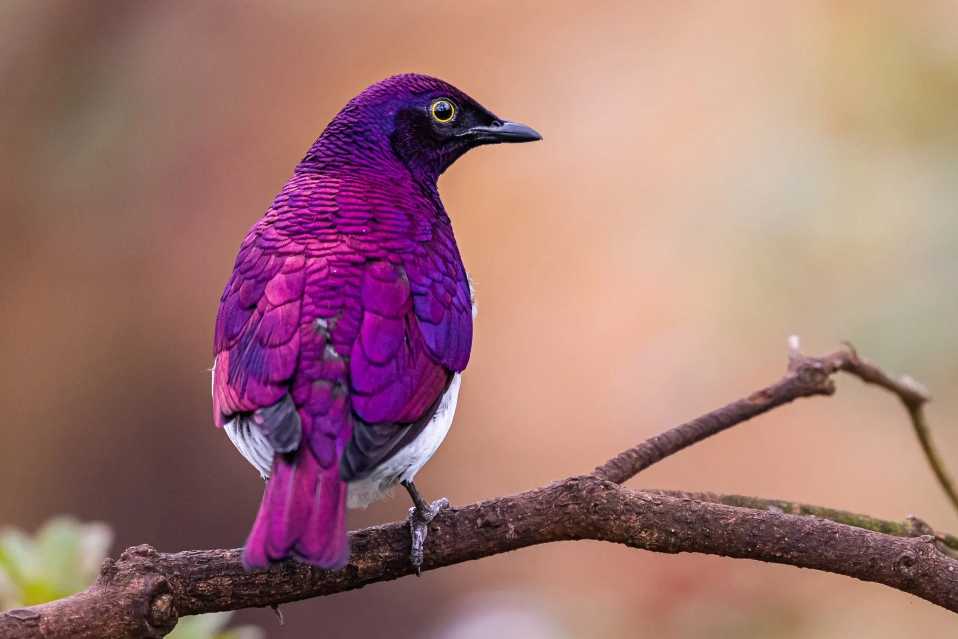 （图：adobe stock）